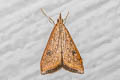 Rusty Dot Pearl Udea ferrugalis