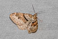 July Belle Scotopteryx luridata