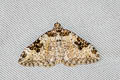 Garden Carpet Moth Xanthorhoe fluctuata