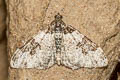 Garden Carpet Moth Xanthorhoe fluctuata