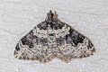 Garden Carpet Moth Xanthorhoe fluctuata