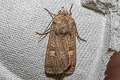 Square-spot Rustic Xestia xanthographa 