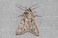 Early Grey Xylocampa areola