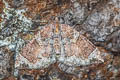 Northwestern Phoenix Moth Eulithis xylina