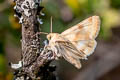 Darker-spotted Straw Moth Heliothis phloxiphaga 
