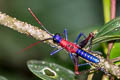 Spiderman Cricket Opaon varicolor
