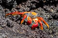 Sally Lightfoor Crab Grapsus grapsus