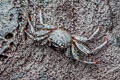 Sally Lightfoor Crab Grapsus grapsus