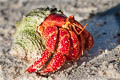 Strawberry Hermit Crab Coenobita perlatus