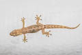 Morning Gecko Lepidodactylus lugubris (Common Smooth-tailed Gecko)