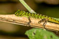 Speckled Anole Anolis ventriculatus