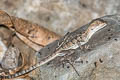 Western Basilisk Basiliscus galeritus