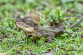 Western Basilisk Basiliscus galeritus