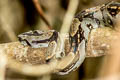 Central American Boa Boa imperator