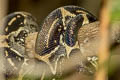 Central American Boa Boa imperator