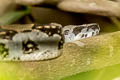 Central American Boa Boa imperator