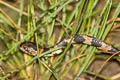 Ecuador Snail-eater Dipsas oreas