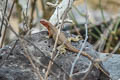 Espanola Lava Lizard Microlophus delanonis