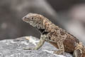 Espanola Lava Lizard Microlophus delanonis
