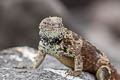 Espanola Lava Lizard Microlophus delanonis