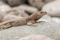 Espanola Lava Lizard Microlophus delanonis