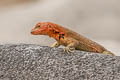 Espanola Lava Lizard Microlophus delanonis