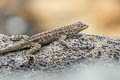 Floreana Lava Lizard Microlophus grayii