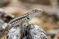 Floreana Lava Lizard Microlophus grayii