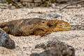 Galapagos Land Iguana Conolophus subcristatus