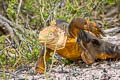 Galapagos Land Iguana Conolophus subcristatus