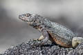 Galapagos Lava Lizard Microlophus albemarlensis (Albemarle Lava Lizard)