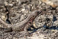 Galapagos Lava Lizard Microlophus albemarlensis (Albemarle Lava Lizard)