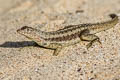 Galapagos Lava Lizard Microlophus albemarlensis (Albemarle Lava Lizard)