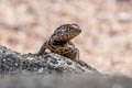 Galapagos Lava Lizard Microlophus albemarlensis (Albemarle Lava Lizard)