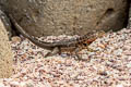 Galapagos Lava Lizard Microlophus albemarlensis (Albemarle Lava Lizard)