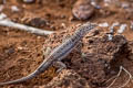 Galapagos Lava Lizard Microlophus albemarlensis (Albemarle Lava Lizard)