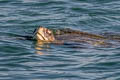 Green Turtle Chelonia mydas