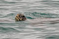 Green Turtle Chelonia mydas