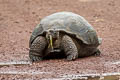 Indefatigable Giant Tortoise Chelonoidis porteri