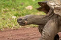 Indefatigable Giant Tortoise Chelonoidis porteri