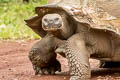 Indefatigable Giant Tortoise Chelonoidis porteri