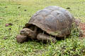 Indefatigable Giant Tortoise Chelonoidis porteri