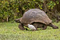 Indefatigable Giant Tortoise Chelonoidis porteri