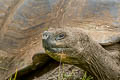 Indefatigable Giant Tortoise Chelonoidis porteri