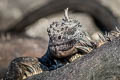 Marine Iguana Amblyrhynchus cristatus