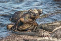 Marine Iguana Amblyrhynchus cristatus