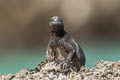 Marine Iguana Amblyrhynchus cristatus