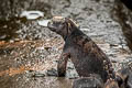 Marine Iguana Amblyrhynchus cristatus