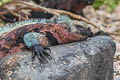 Marine Iguana Amblyrhynchus cristatus