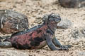 Marine Iguana Amblyrhynchus cristatus